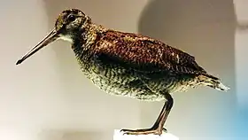 Espécime empalhado de Scolopax mira no Museu Nacional de Ciência do Japão, Tóquio.