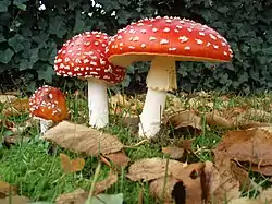 Amanita muscaria