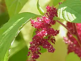Amaranthus tricolor