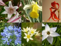 Diversidade floral entre as amarilidáceas. A: Crinum, B: Narcissus, C: Sprekelia (representantes da subfamília Amaryllidoideae), D: Agapanthus (uma Agapanthoideae), E: Allium, F: Tristagma (membros das Allioideae).