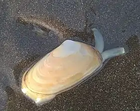 Um indivíduo de A. mactroides mostra seus dois sifões. Espécime fotografado em La Lucila del Mar, Buenos Aires, Argentina.