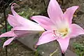 Flores de Amaryllis belladonna.