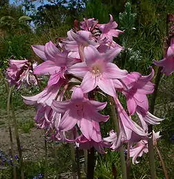 Amaryllis belladonna