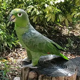 Amazona farinosa no parque temático Jungle Island, em Miami, nos Estados Unidos