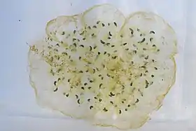 Relação simbiótica entre as algas e os ovos da salamandra Ambystoma maculatum