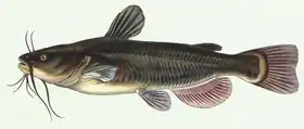 Ameiurus melas