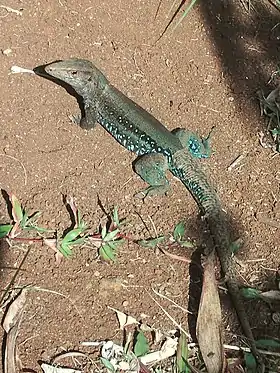 Ameiva fuscata