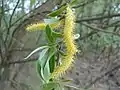 Amentilho masculino de salgueiro (Salix sp.)