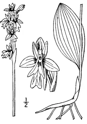 Amerorchis rotundifolia