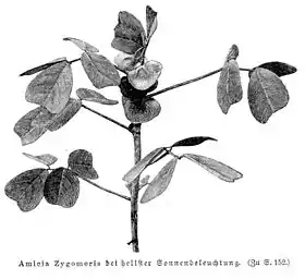 Amicia zygomeris