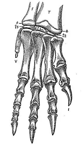 Os ossos da mão de um Ammosaurus