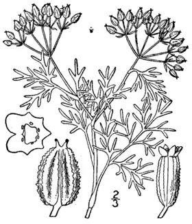 Ammoselinum popei