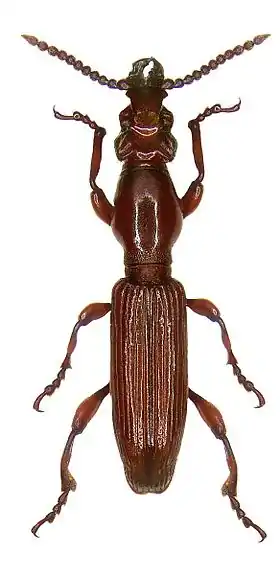 Fotografia de Brentidae da espécie Amorphocephalus coronatus, que apresenta uma relação de mirmecofilia com formigas Camponotus.