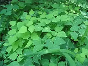 Amphicarpa bracteata