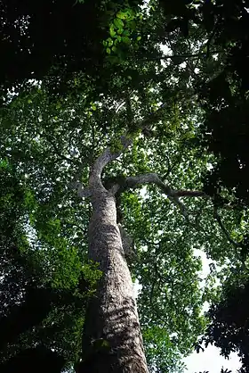 Amphimas pterocarpoides
