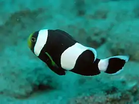 Peixe-palhaço de sela (Amphiprion polymnus) em  Sulawesi, Indonesia.