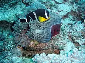 Exemplar selvagem de peixe palhaço mauriciano (Amphiprion chrysogaster)