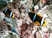 Peixe-palhaço de barbatana laranja (Amphiprion chrysopterus) a espécie se assemelha ao peixe-palhaço de cauda amarela, mas é possível identificar olhando a cauda branca.