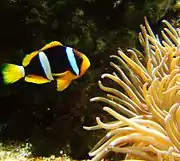 Peixe-palhaço de cauda amarela (Amphiprion clarkii) próximo á uma anêmona.