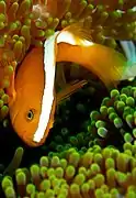 Peixe-palhaço amarelo (Amphiprion sandaracinos) e anêmona em Sulawesi, Indonesia.