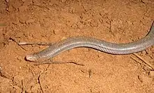 Amphisbaena mertensii