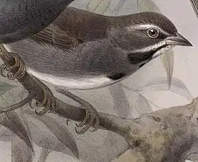 ilustração de J. G. Keulemans para Biologia Centrali-Americana (1879–1904)