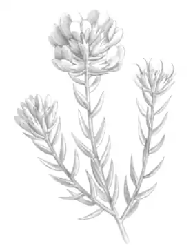 Amphithalea ericifolia