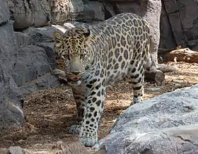 Leopardo-de-amur