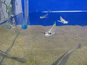 Tralhoto (Anableps anabeleps), um anablepídeo