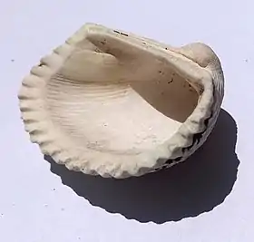 Valva de uma concha de A. notabilis, coletada em Ubatuba, região sudeste do Brasil, em 1995.