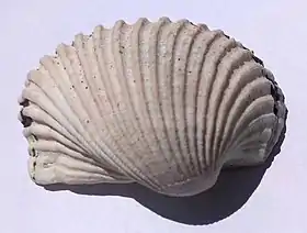 Vista superior de uma valva de Anadara notabilis (Röding, 1798), coletada em Ubatuba, região sudeste do Brasil, em 1995. Ainda é possível verificar partes de seu perióstraco, sobre a concha, nas laterais.