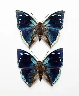 Vista superior de dois machos de Polygrapha xenocrates (ex Anaea xenocrates), cujo tipo nomenclatural fora coletado na Bolívia.