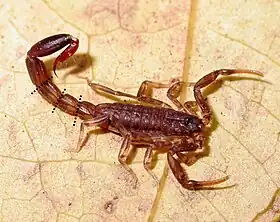 Um espécime de Ananteris balzanii