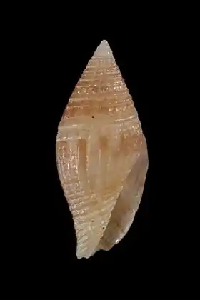 Concha de Anarithma sublachryma