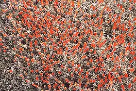 Anarthrophyllum desideratum