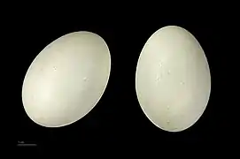 Anas platyrhynchos - MHNT