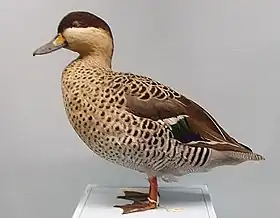 Marreca-cricri(Anas versicolor)