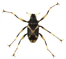 Ancyronix schillhammeri