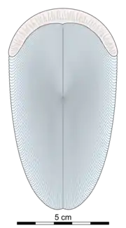 Esboço de Andiva ivantsovi