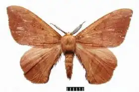 Andraca apodecta