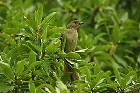 Andropadus importunus