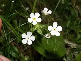 Androsace chamaejasme