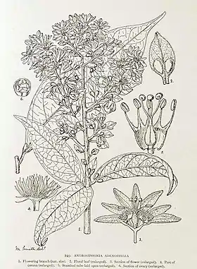 Androsiphonia adenostegia