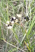 Fruto de Androstephium coeruleum