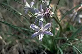 Androstephium coeruleum