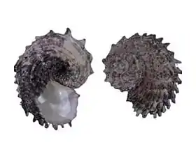 Duas vistas da concha de Angaria delphinus (Linnaeus, 1758), a espécie-tipo do gênero Angaria Röding, 1798; espécimes provenientes da Indonésia, no Indo-Pacífico.