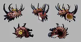 Angaria melanacantha (Reeve, 1842)