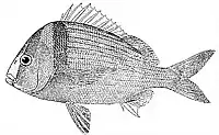 Anisotremus virginicus