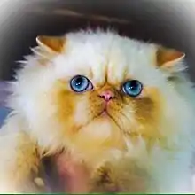 Gato da foto: IT*Anjelikatz Domino Dancing of Fascination