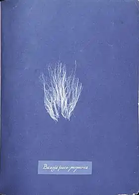 Bangia fusco-purpurea